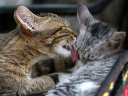 licking kittens