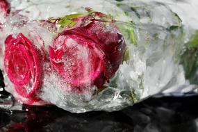 Beautiful red frozen roses