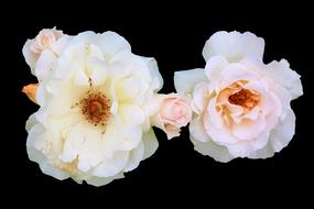 macro photo of white rosehip buds on a black background