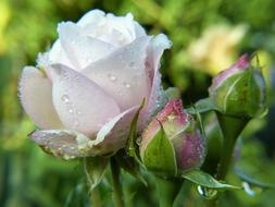 wet Rose Blossom Bloom