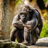 Cute and beautiful, colorful chimpanzee, sitting among the colorful and beautiful plants