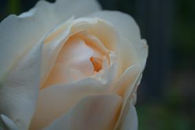 cute Rose Romantic Flower