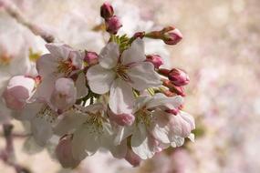 Close-up of the beautiful, colorful, blossoming flowers on the cherry tree, in light, in the spring