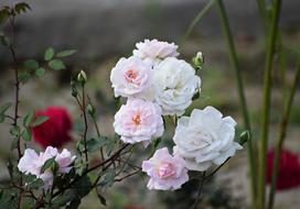 white Flowers Roses