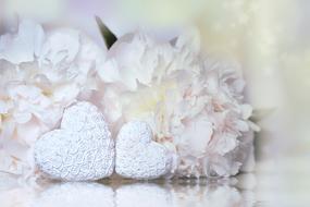 Beautiful white heart made of the peonies