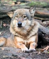 nice Wolf Beast Lying