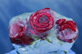 Beautiful, red roses, with the stems and leaves, frozen in the ice