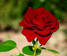 closeup picture of Rose Flower Blossom