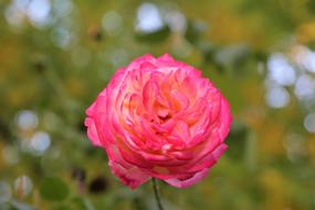 Close-up of the beautiful, pink and orange rose flower at blurred background with green and yellow plants