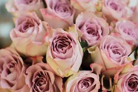 charming Rose Pink Flower