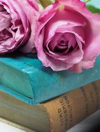 Flower Rose and books