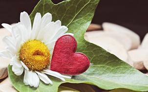 Marguerite and Heart Wood