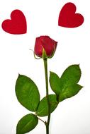 clipart of Valentineâs Day greeting, red rose and two hearts