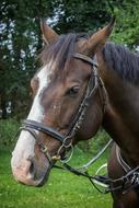 Portrait of the beautiful and cute, brown and white horse, on the green meadow, near the green trees