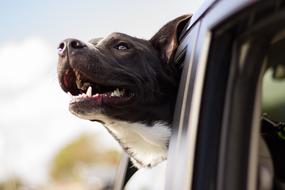 Dog face looking out Car