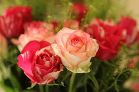 bouquet of roses close up on blurred background