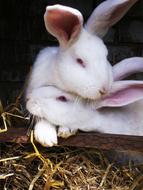Love Bunny Hare couple