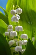 macro photo of a blooming lily of the valley