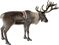 charming Isolated White Reindeer