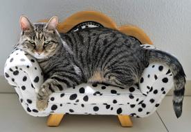 Cat Tiger on Sofa