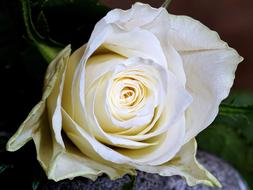 white rose close up for the holiday