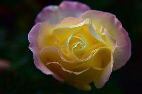Beautiful blooming colorful rose