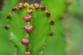 charming Cactus Spur Heart