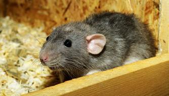 small Rat Female in a wooden box close-up
