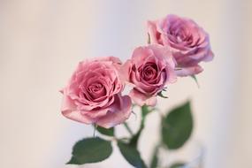 photo of three delicate roses