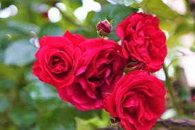 bunch of red roses