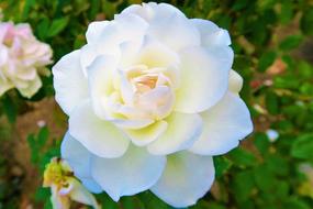 Close-up of the beautiful and colorful rose flowers, with the green leaves, in the garden