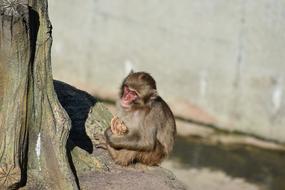 cute Japanese macaque eats leaves at the zoo