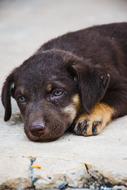sad Dog lays on stone