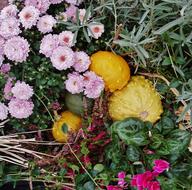 photo of yellow pumpkins in a flower bed