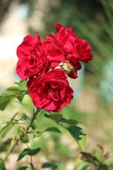 romantic red bush roses in the garden