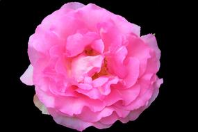 pink lush flower on the black background