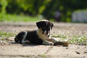 cute cad homeless dog