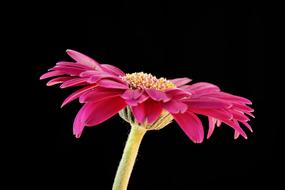 Side view of the beautiful, red, purple and yellow gerbera flower on the stem, at black background