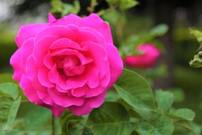 bright pink rose in the garden close-up on a blurred background