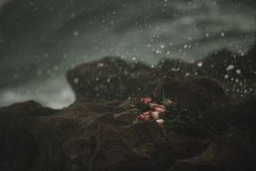 a bouquet of roses on a rock in the rain