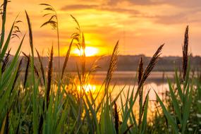 Beautiful and colorful view of the water, through the plants, at colorful sunrise