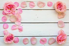 rose buds and petals on a wooden bench