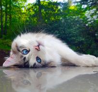 furry cat with blue eyes lays on back looking up