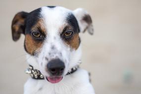 photo of a little dog jack russell