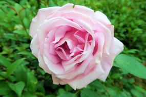 Beautiful pink and white gradient rose flower