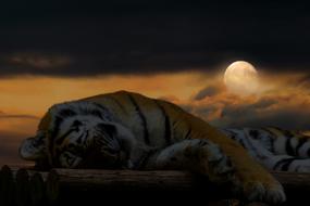 Tiger Sleep moon