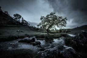landscape of Tree Stream Mood