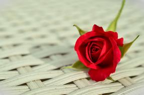 red rose on a white wicker basket