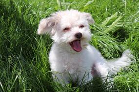 white fluffy puppy on green grass on a sunny day