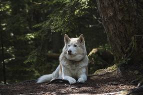 white husky dog in the forest